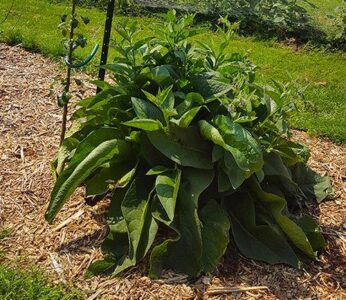 Why and How We Use Comfrey at Our Country Home Image